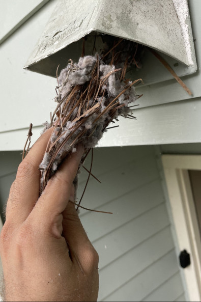 Roy's Vent Cleaning Services remove bird nest